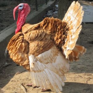 White Holland Turkeys