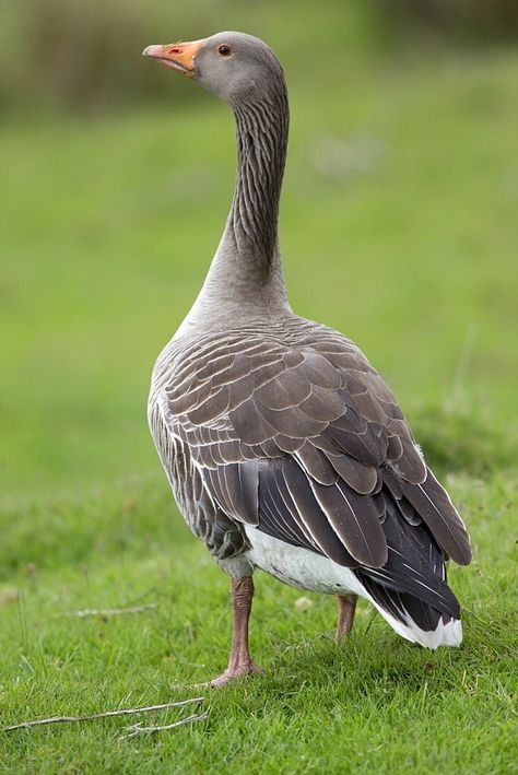 Greylag - Image 3
