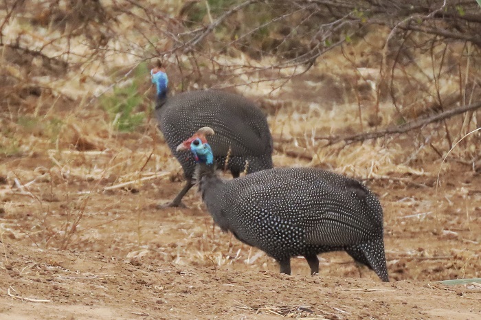 Helmeted Guinea Fowl - Image 4