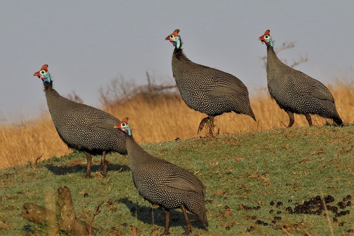 Helmeted Guinea Fowl - Image 5