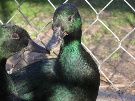 East Indie Ducks