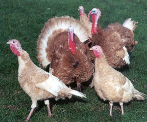 Bourbon Red turkeys