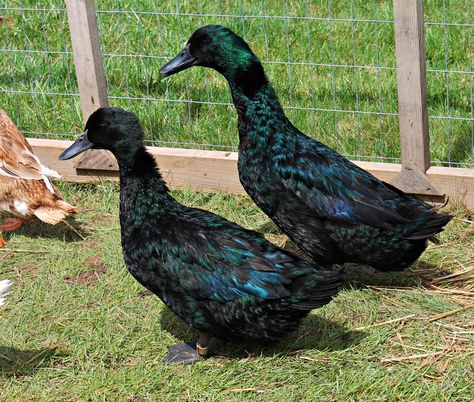 Call Ducks - Image 2