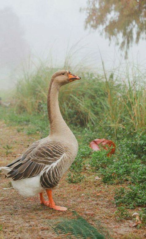 Greylag