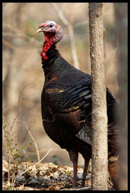 Narragansett Turkeys - Image 2