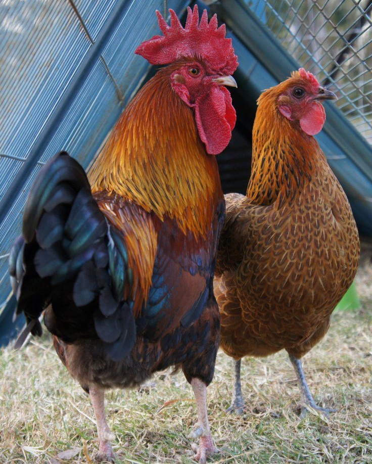 Marans - Image 3