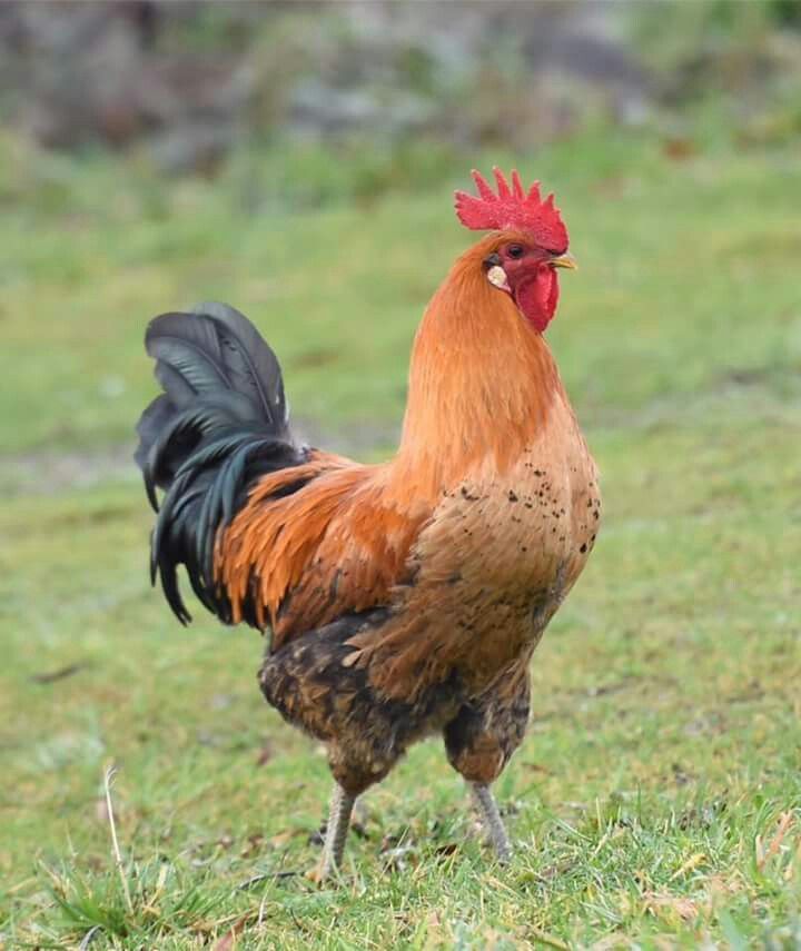 Marans - Image 4