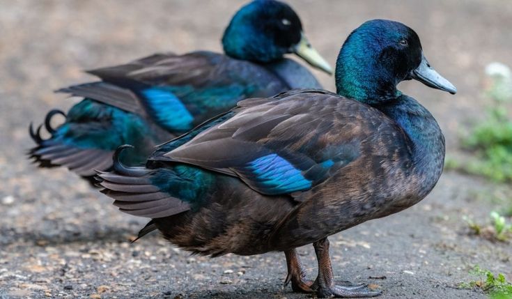 Call Ducks - Image 4
