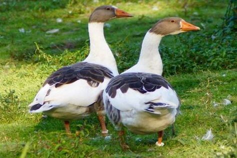 Pomeranian Geese - Image 2