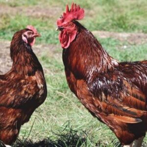 Rhode Island Red