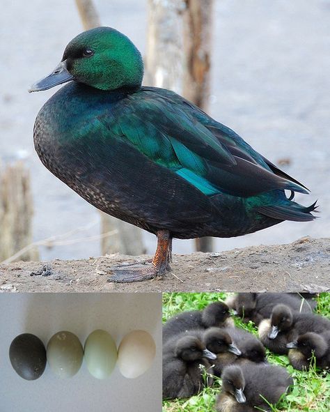 East Indie Ducks