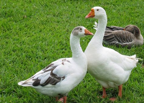 Pomeranian Geese