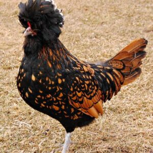 Houdan laying hens for sale – rare French breed chickens