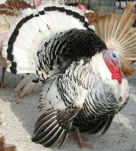 Bourbon Red turkeys