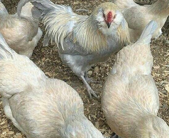 Ameraucana laying hens for sale – buy blue egg layers
