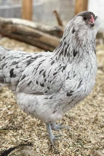 Ameraucana - Image 2