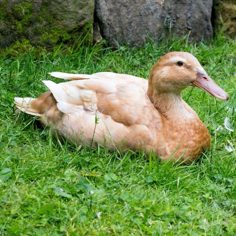Buff Ducks