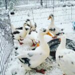 Ancona Ducks