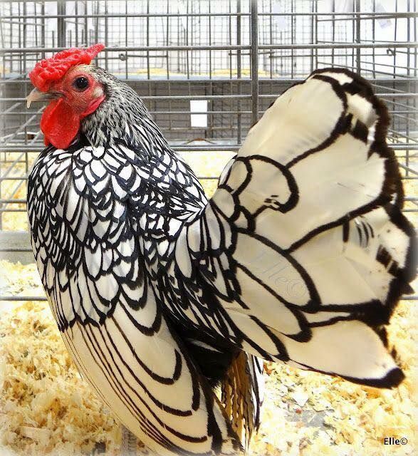 Sebright Chicken - Image 2