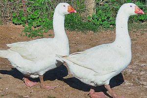 Chinese Geese - Image 4