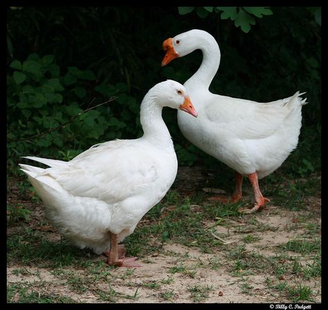 Chinese Geese - Image 2