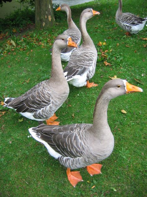 Greylag - Image 2