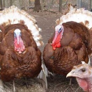 Bourbon Red turkeys