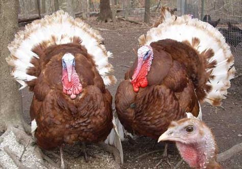 Bourbon Red turkeys