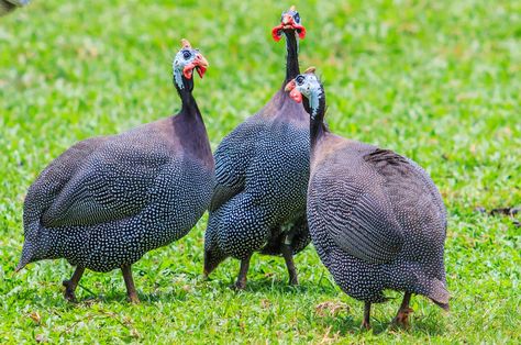 Royal Purple Guinea Fowl - Image 2