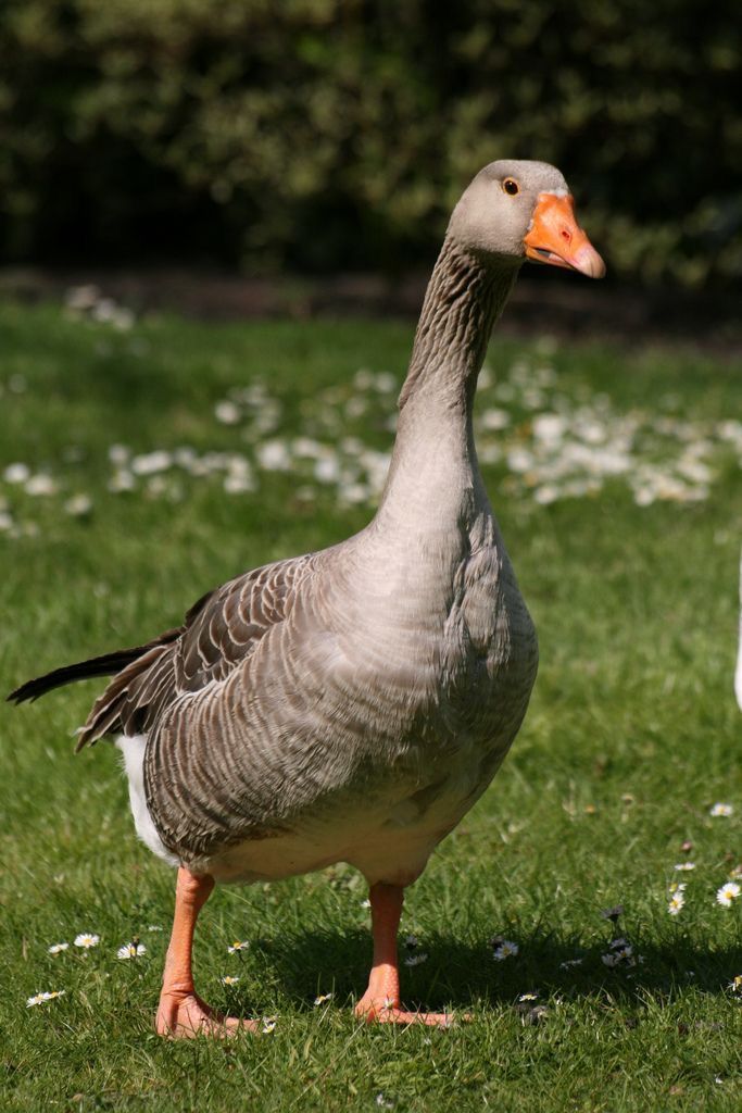 Greylag - Image 4