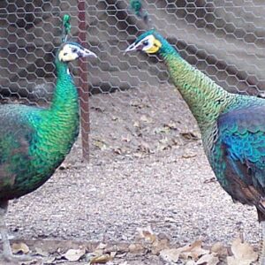 Spalding Peafowl