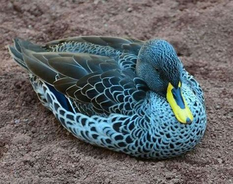 Call Ducks - Image 3
