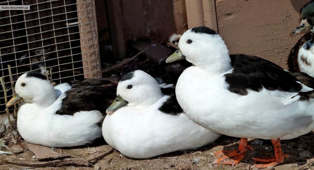 Call Ducks