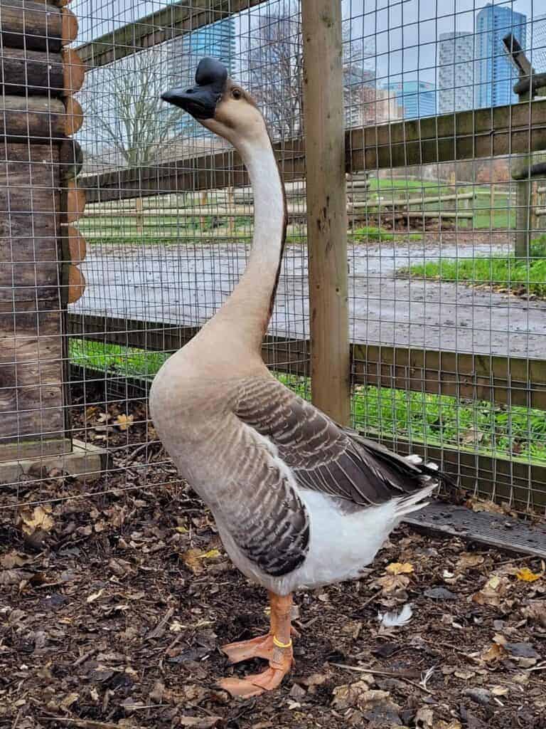Chinese Goose