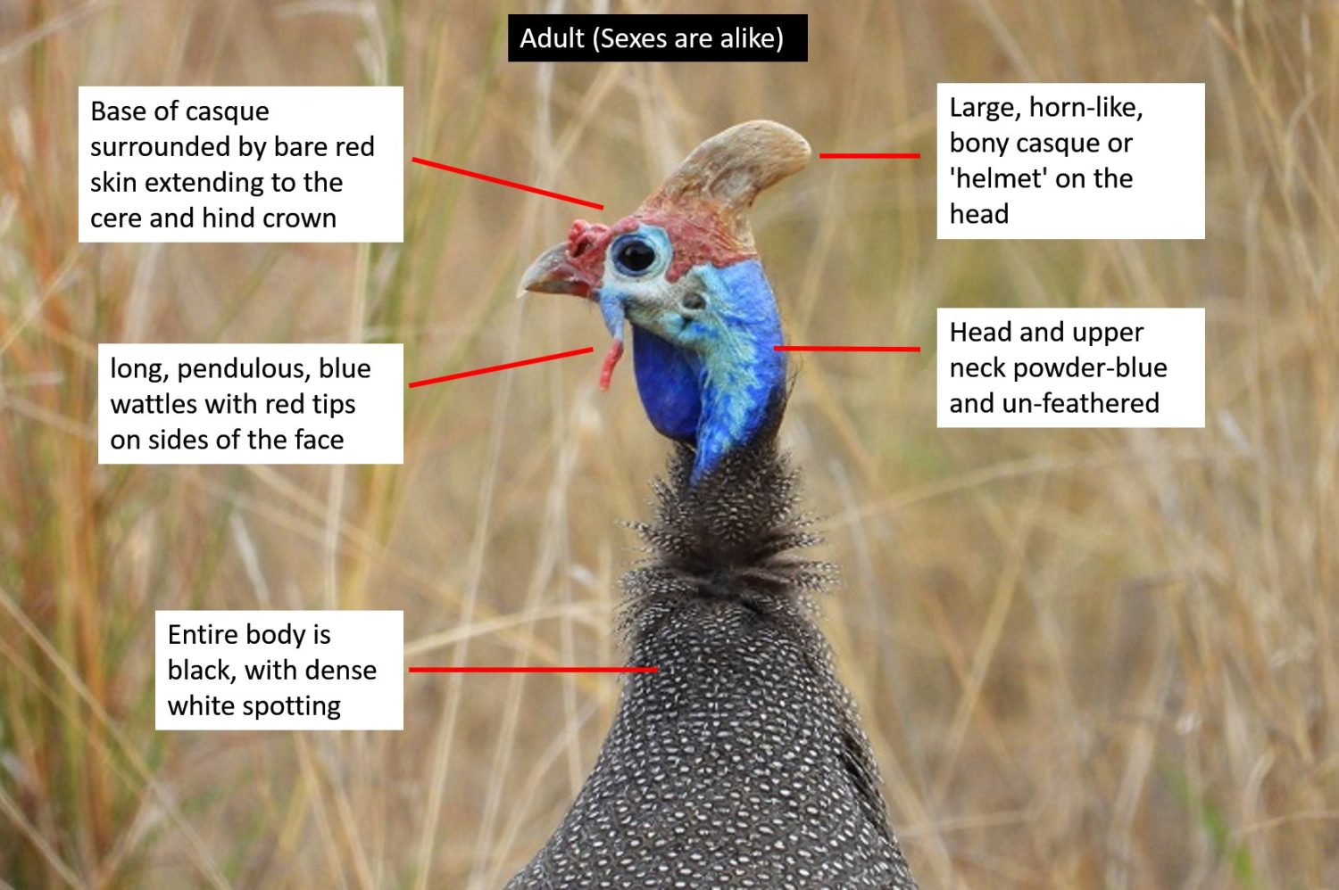 Helmeted Guinea Fowl - Image 6