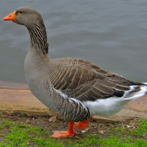 Toulouse Goose