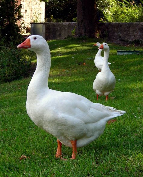 Chinese Geese - Image 5
