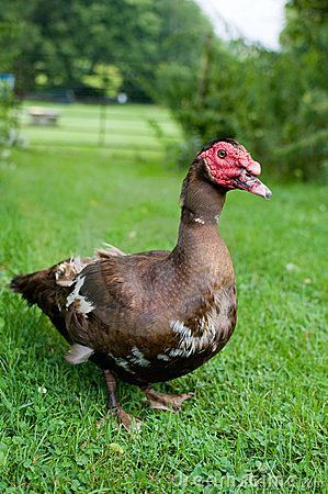Elizabeth Duck