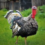 Heritage Turkey