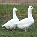 Roman Tufted Geese