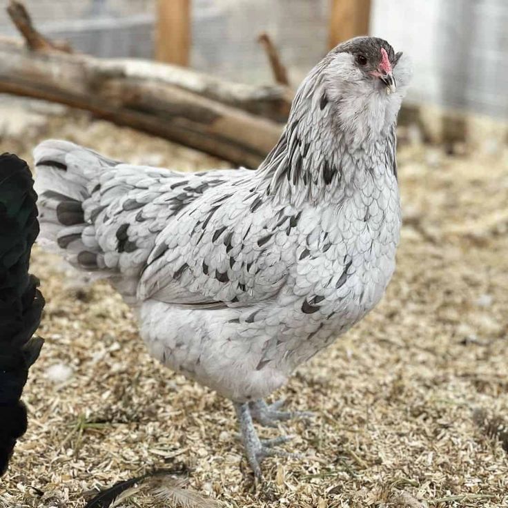 Ameraucana - Image 4