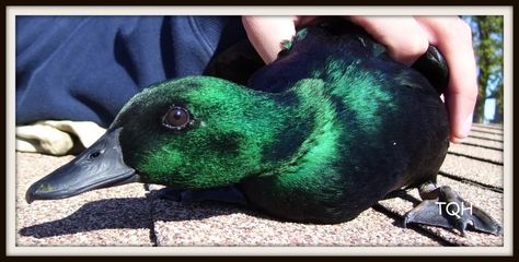 East Indie Ducks
