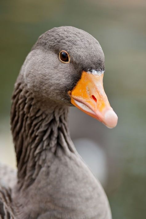 Greylag - Image 6