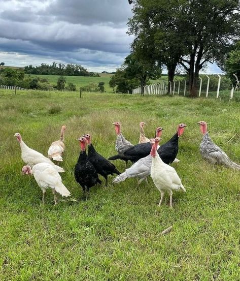 Spanish Black Turkeys - Image 2