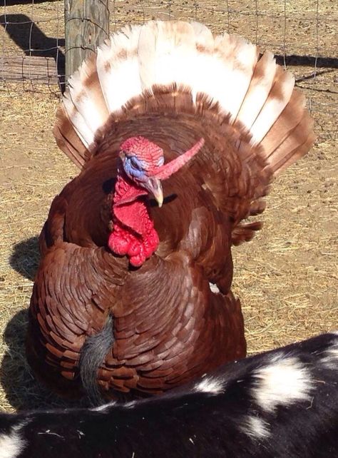 Bourbon Red turkeys