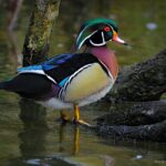 Wood Ducks