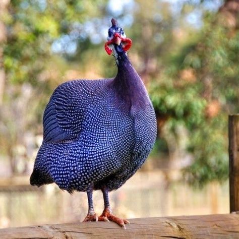 Royal Purple Guinea Fowl - Image 3
