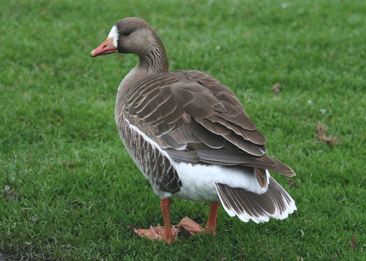 Elizabeth Duck