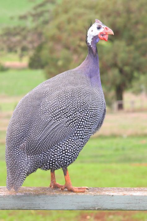 Royal Purple Guinea Fowl
