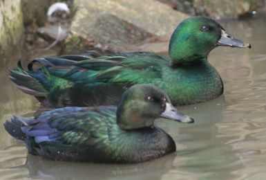East Indie Ducks